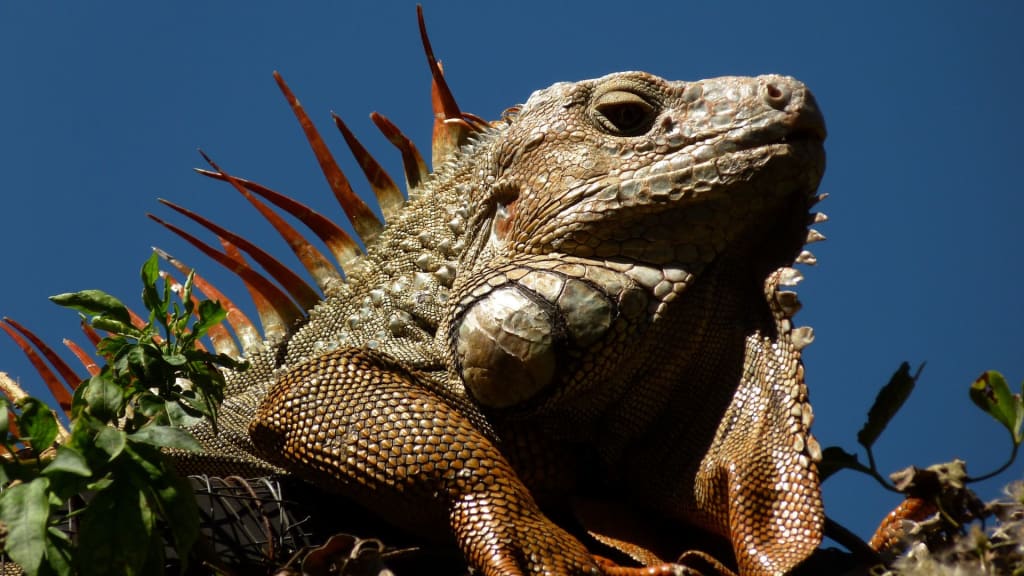 Close-up of a green iguana with orange spines basking in sunlight against a clear blue sky, showcasing the vibrant wildlife you can see when visiting Costa Rica, especially during the best time of year to enjoy its natural wonders.